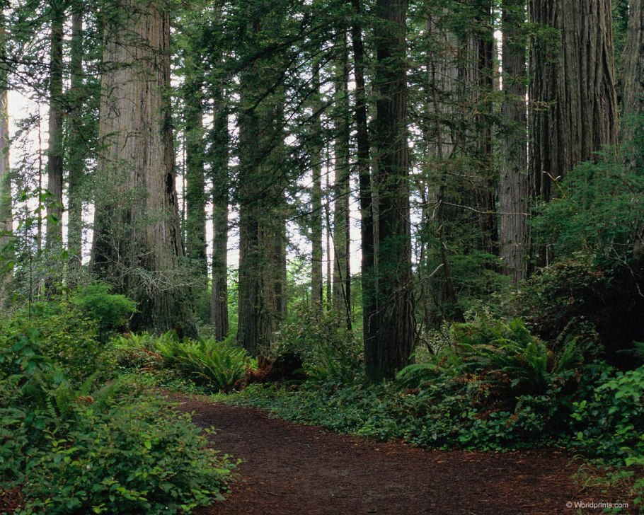Хвойный лес в Мордовии