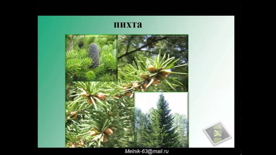 Пихта окружающий мир
