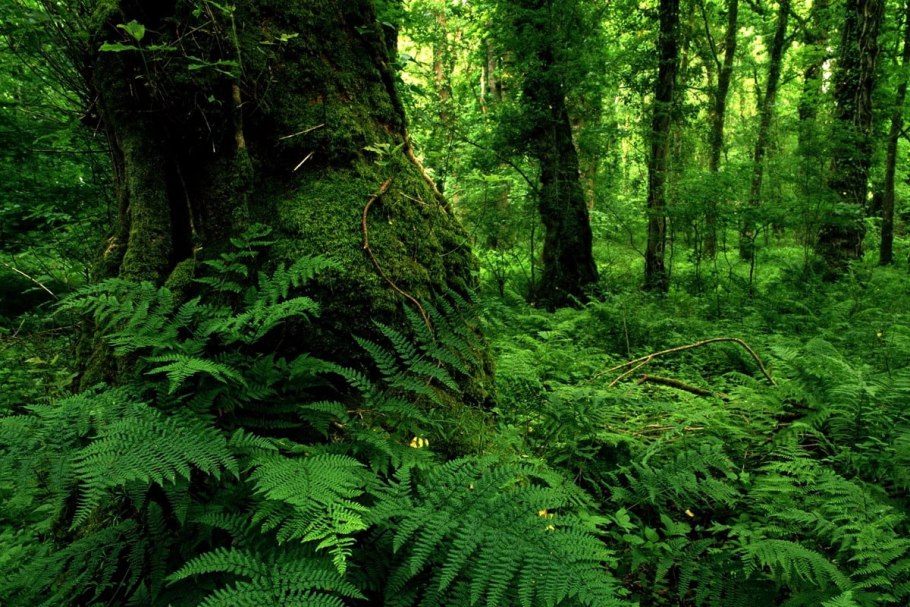 Папоротник Лесной