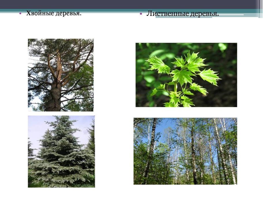 Папоротник лиственные и хвойные