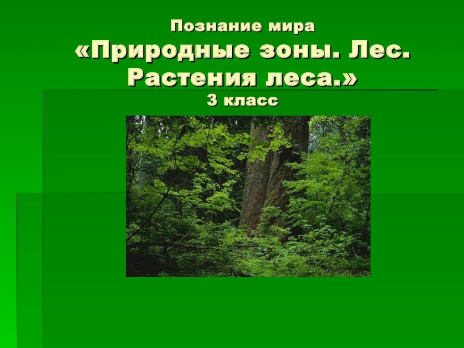 Лесная природная зона растения