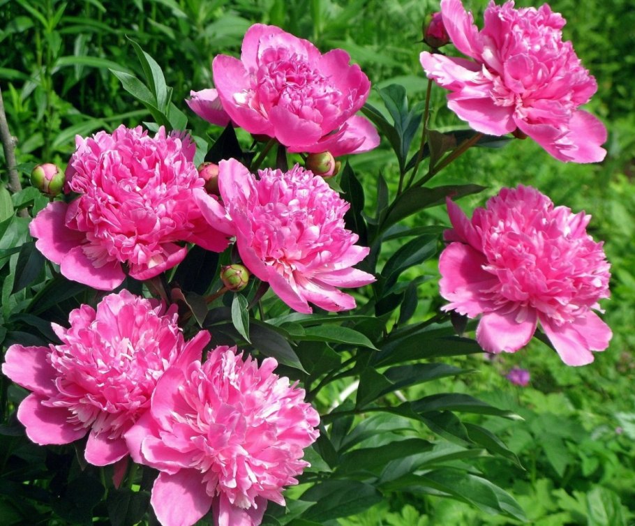 Пион Karl Rosenfield