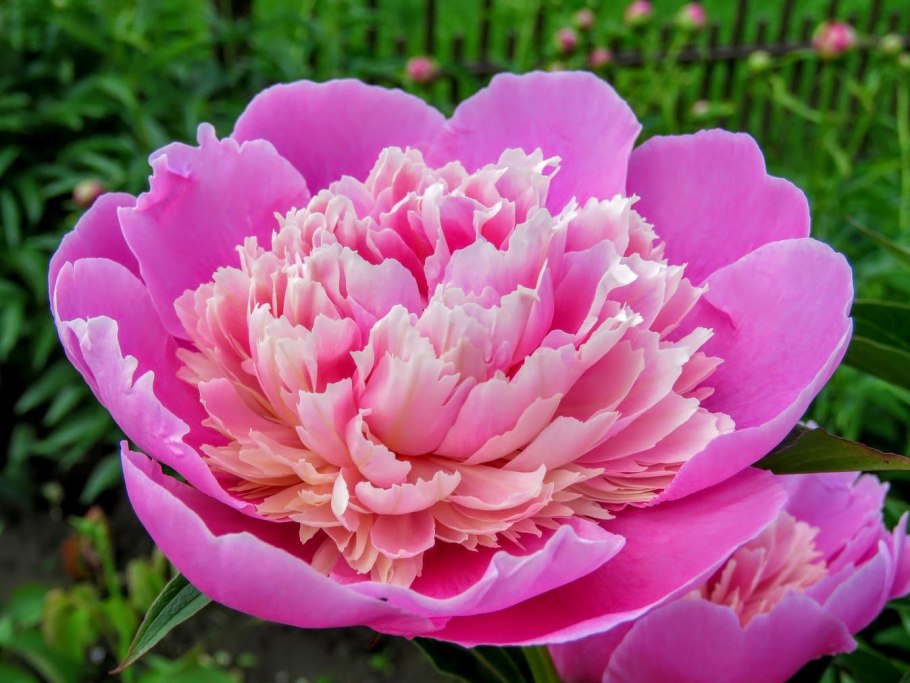 Кингсдейл пион