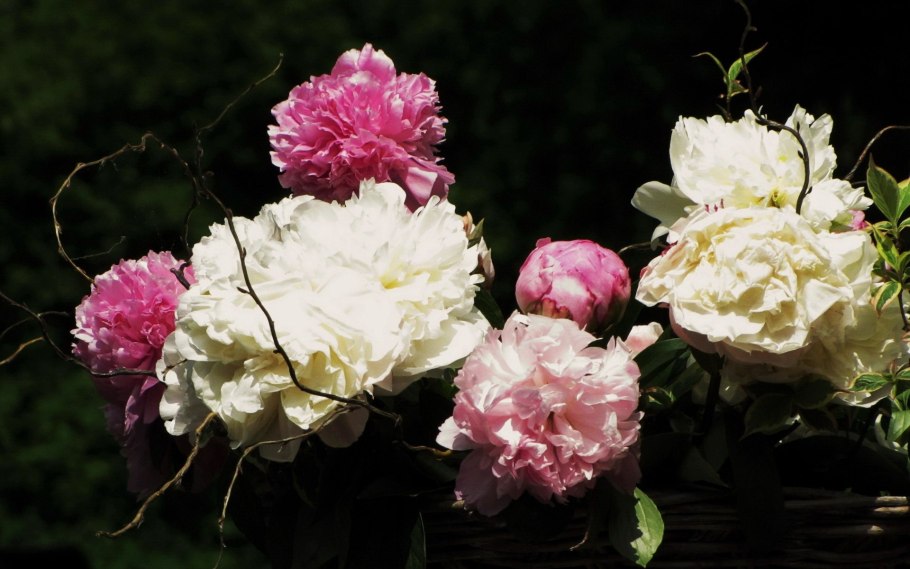 Пион Сплендид Корнелия