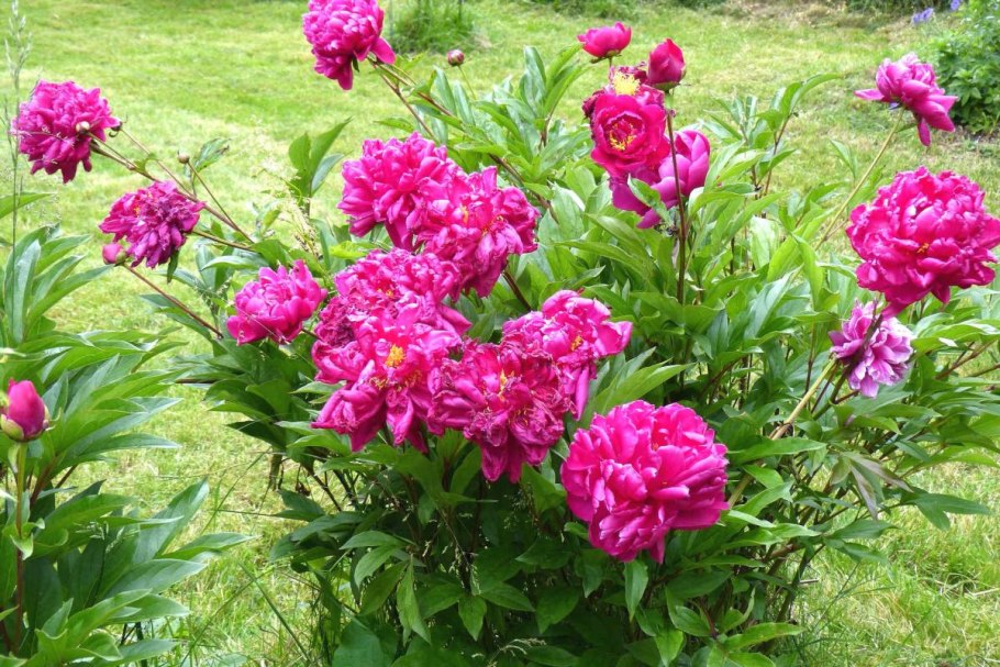 Пион древовидный Кинко