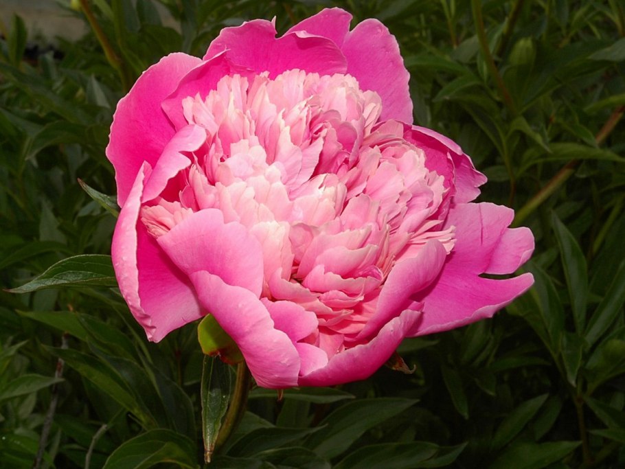 Пион Сплендид Корнелия