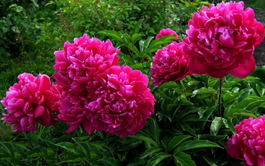 Пион Фарзана