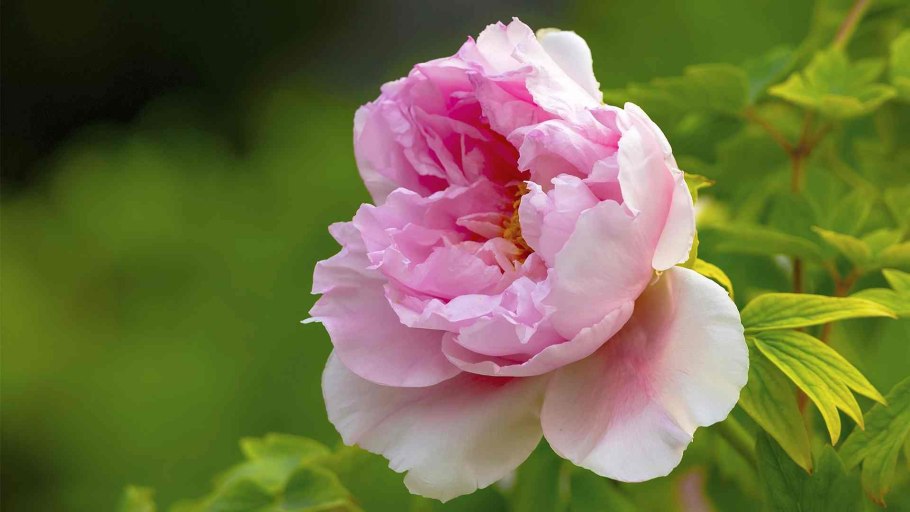 Пион древовидный малиновый