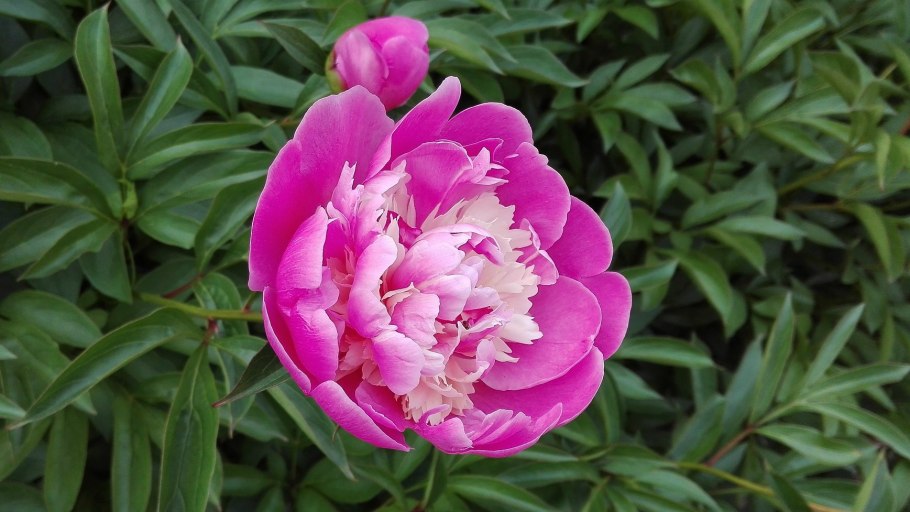 Paeonia Elizabeth Price