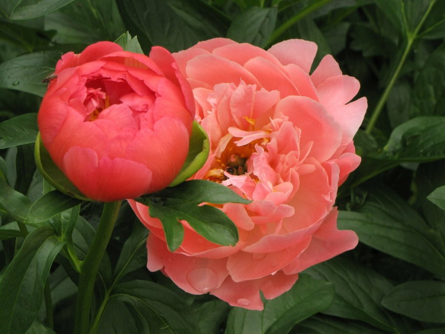 Пион древовидный Блю Чиф