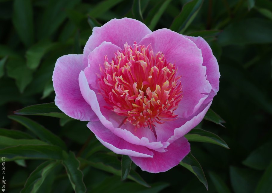 Alexander Fleming пион