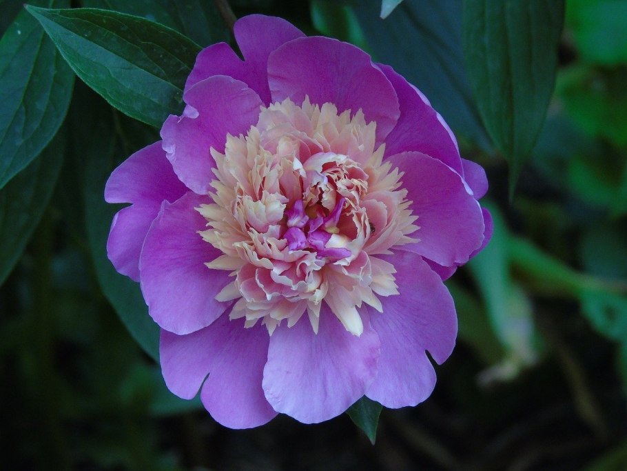 Пион Кёнинг Вильгельмина