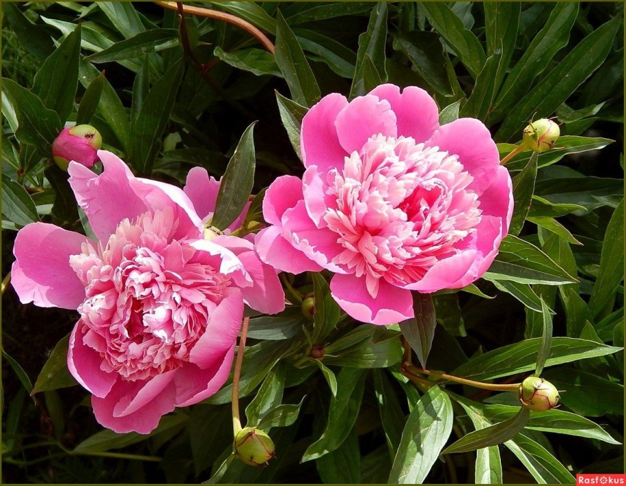 Пион травянистый Корал Шарм