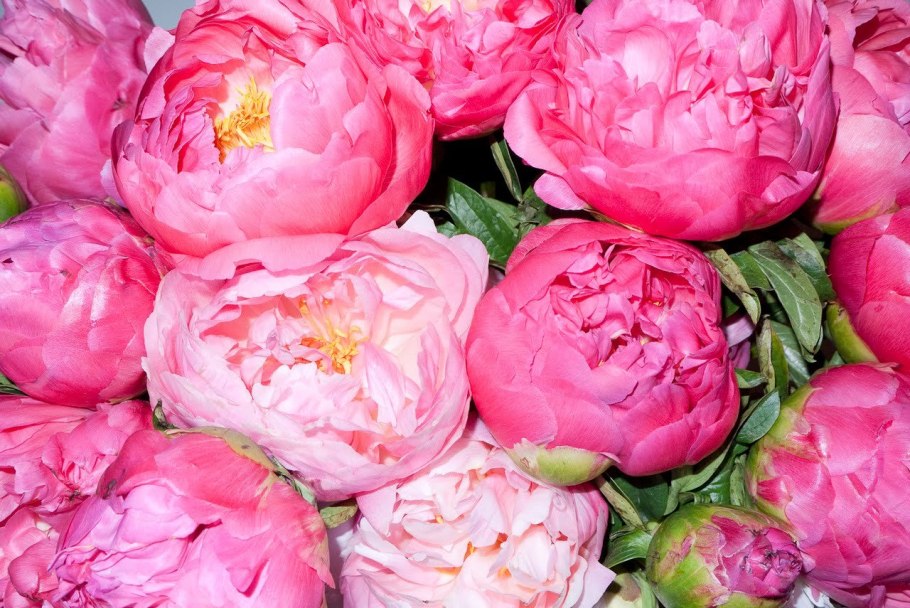 Пион Königswinter