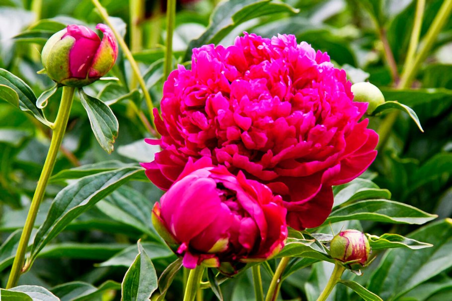 Келли Энн пион