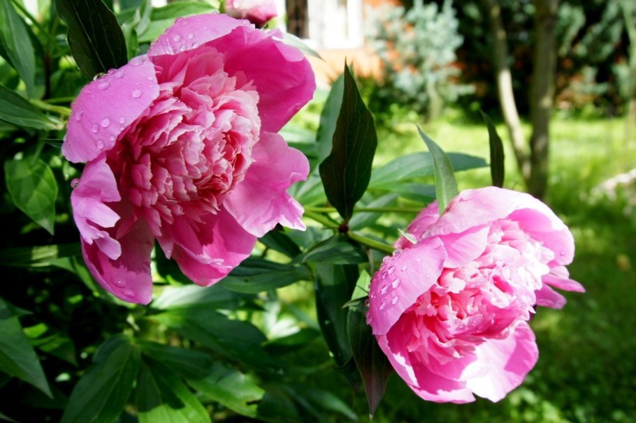 Пион Огюст дессер