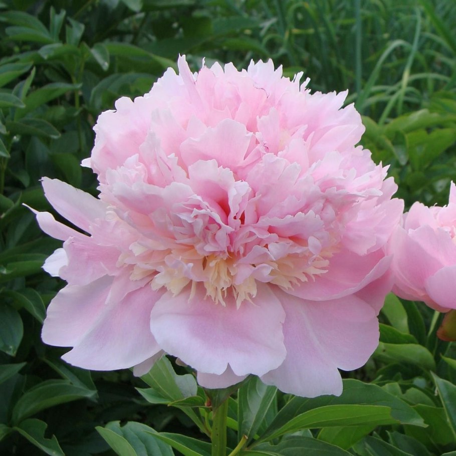 Пион хуакасен