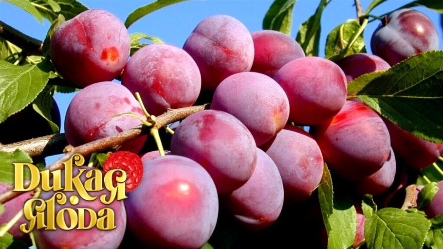 Сорт алычи Кубанская Комета