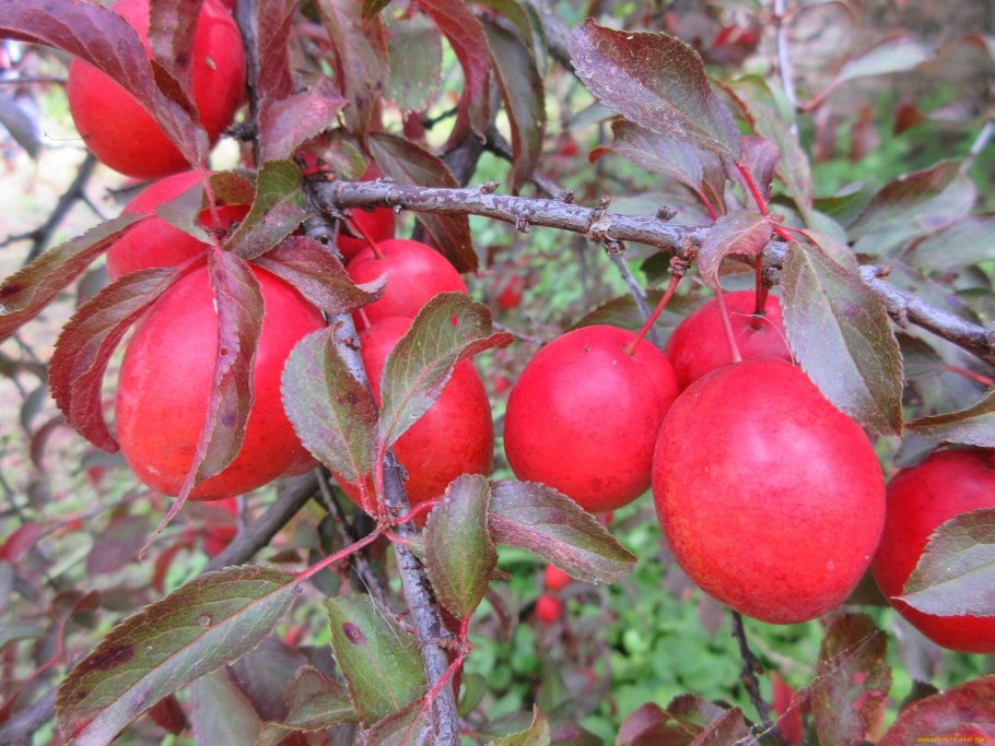 Алыча Клеопатра