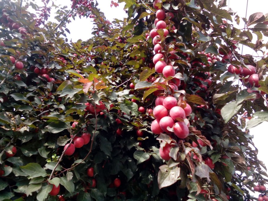 Алыча злато скифов