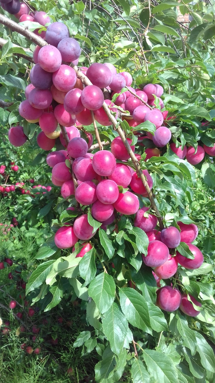 Алыча красная