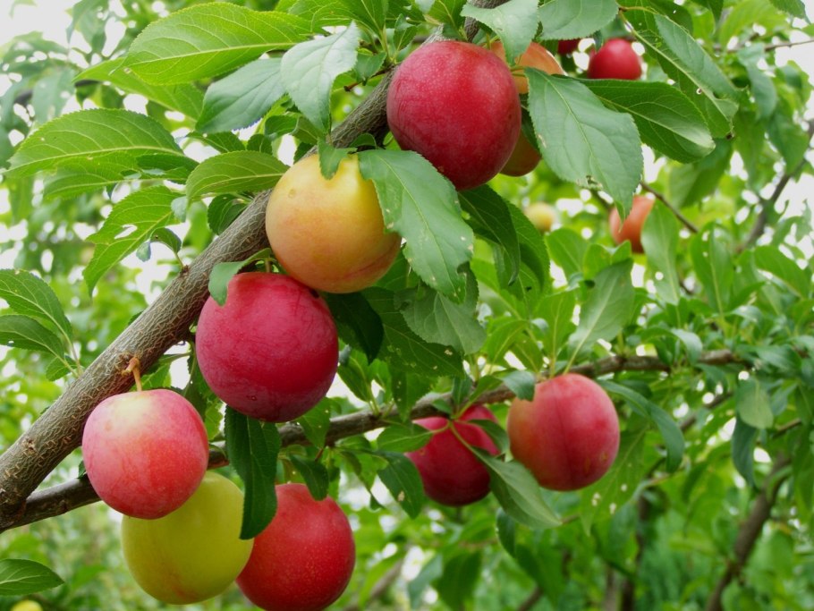 Алыча Кубанская Комета дерево