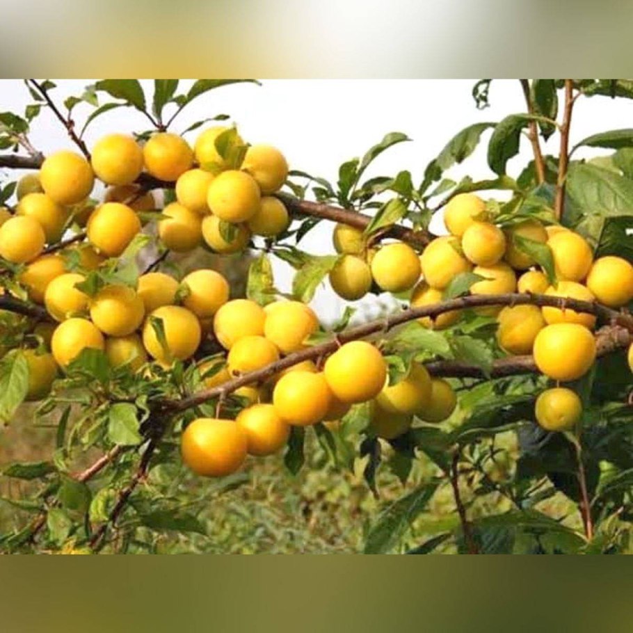 Алыча Лодва