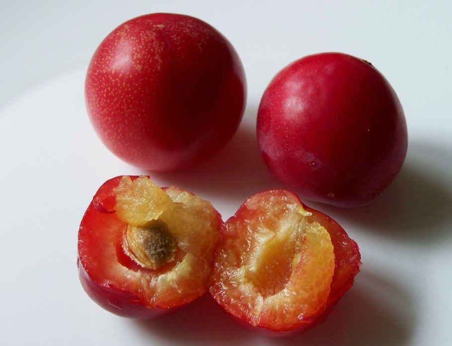 Слива алыча Кубанская Комета