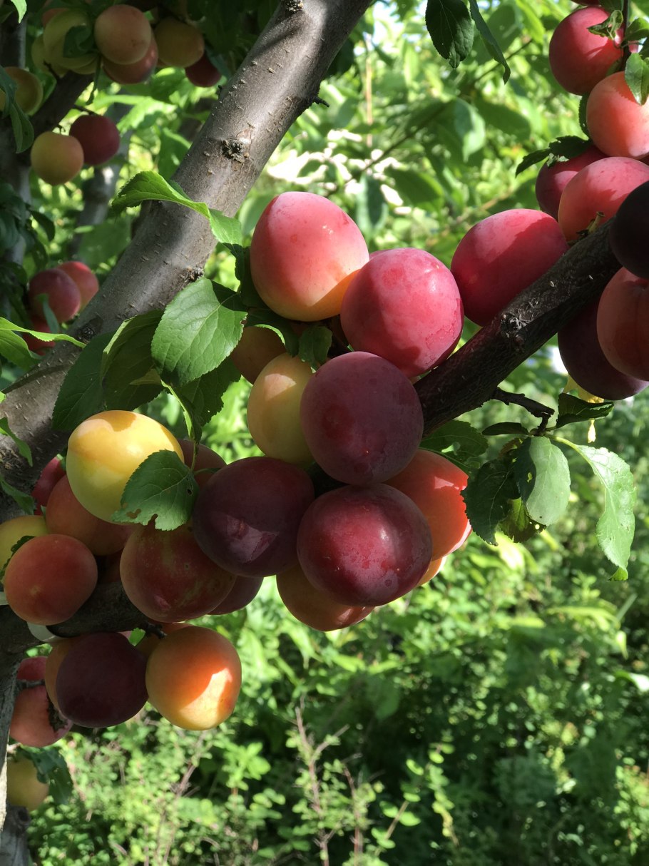 Алыча декоративная Весеннее пламя