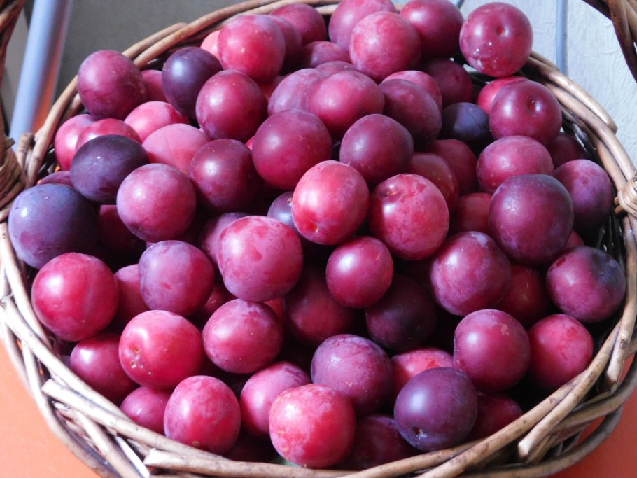 Слива краснолистная Писсарди