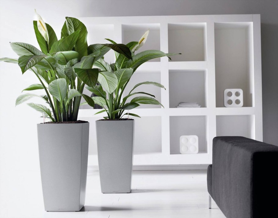 Epipremnum pinnatum Neon