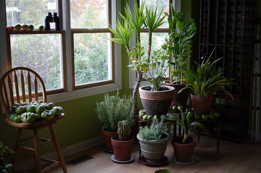 Спатифиллум Альба