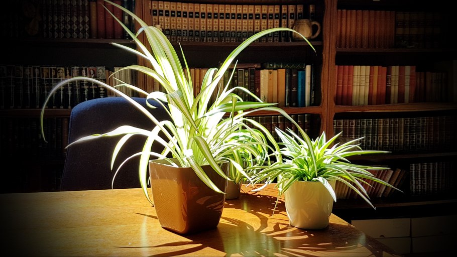 Хлорофитум хохлатый