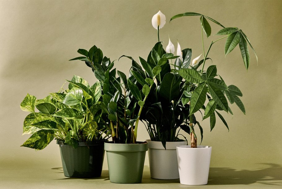 Houseplants цветок