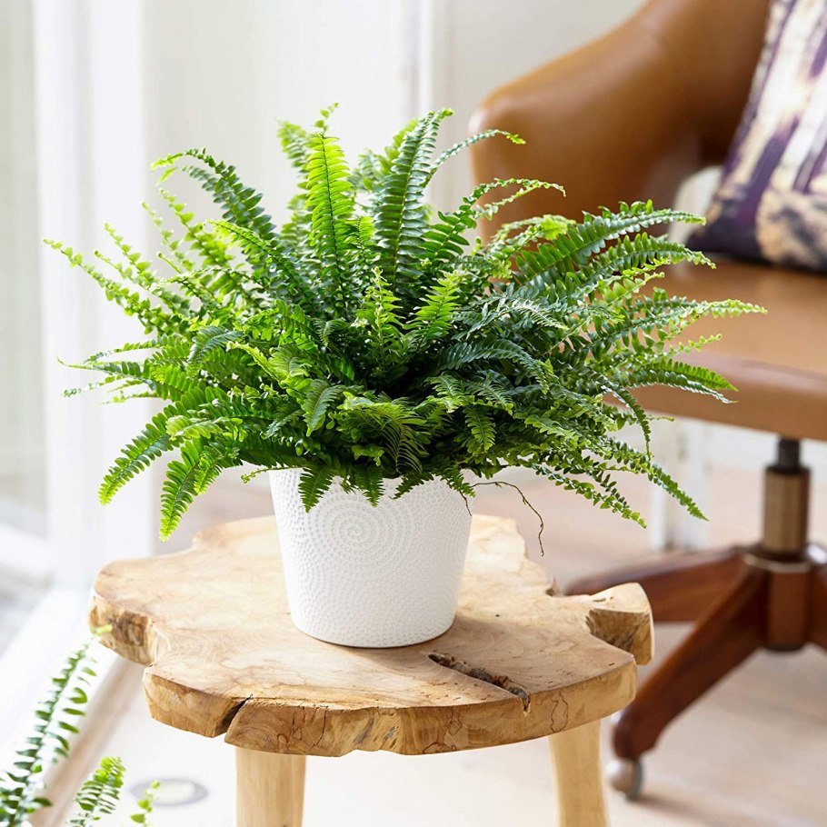 Пеперомия Плант микс