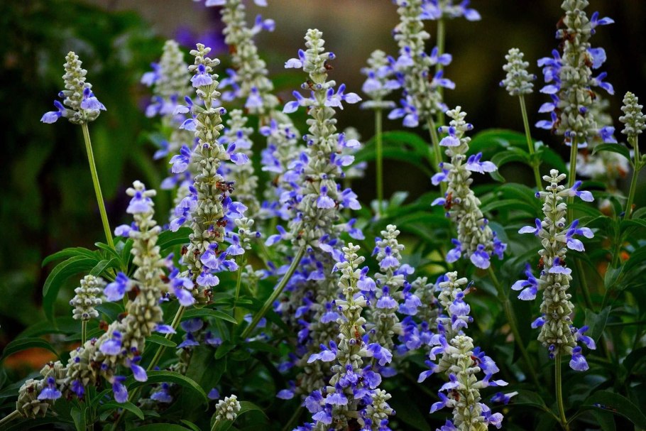 Purple Wood Sage трава