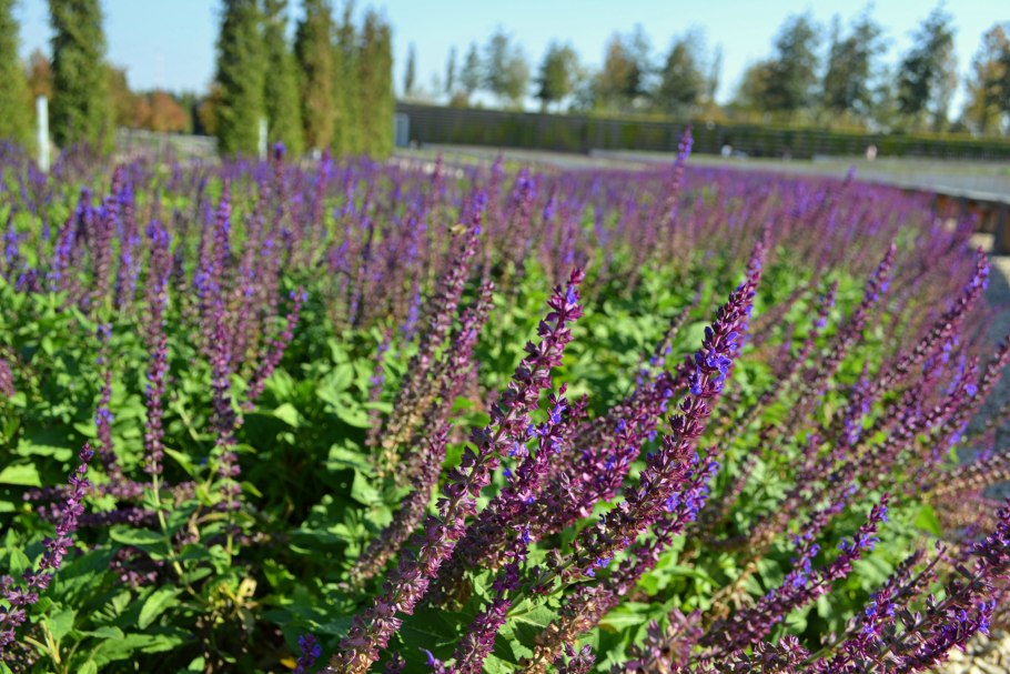 Шалфей поникающий Salvia Nutans