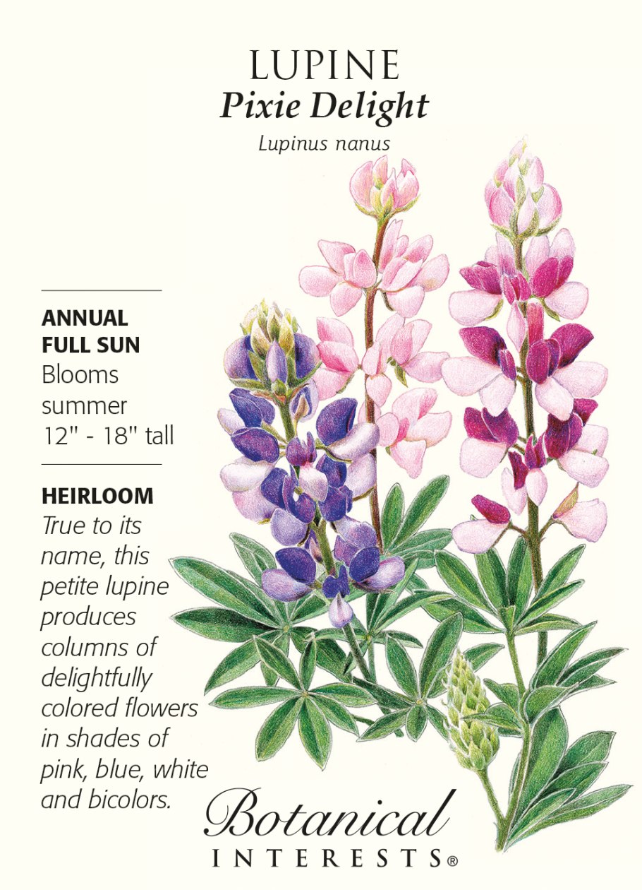 Lavandula angustifolia Ботаническая иллюстрация