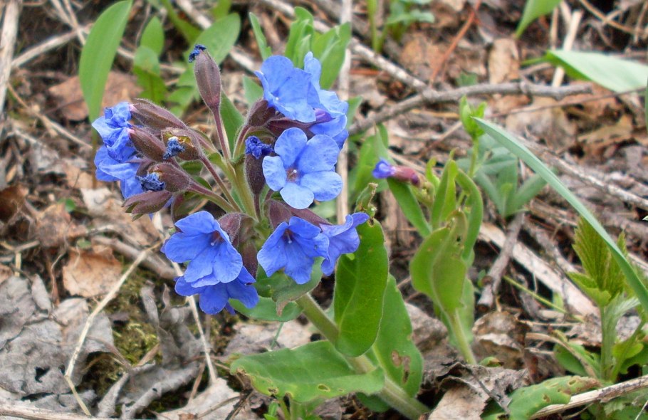 Медуница красная Pulmonaria rubra