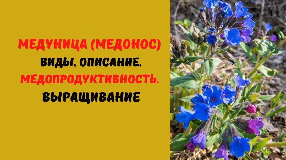 Pulmonaria angustifolia