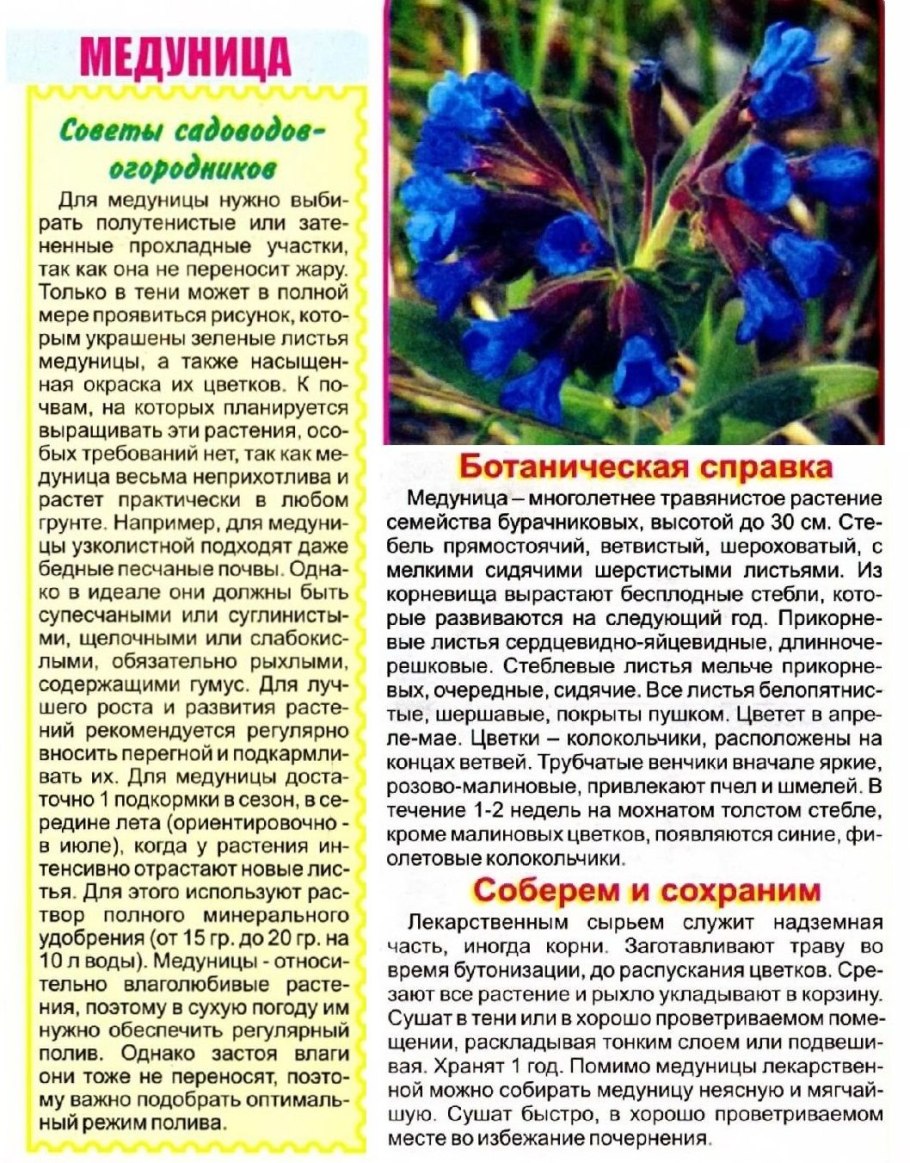Медуница лекарственная описание