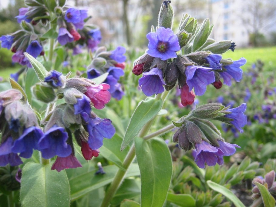Медуница неясная Pulmonaria Obscura