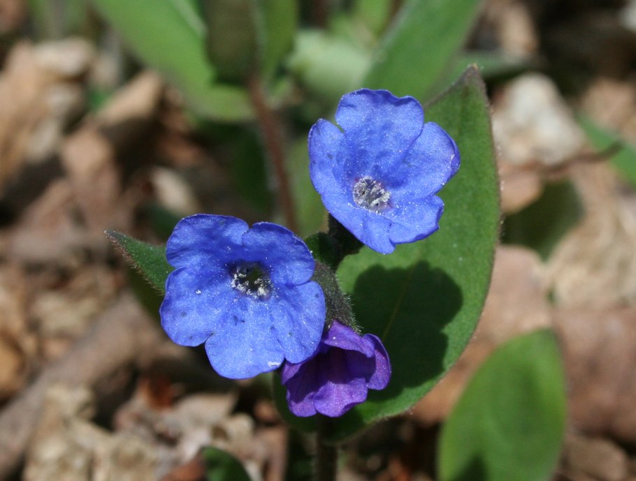 Pulmonaria Obscura