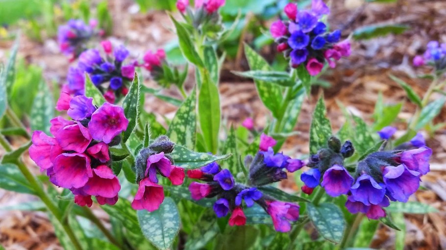 Медуница узколистная Pulmonaria angustifolia