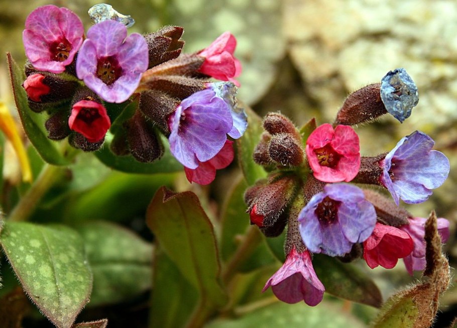 Pulmonaria mollis