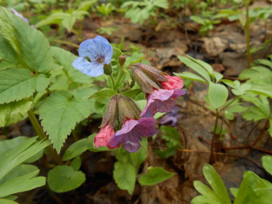 Медуница Pulmonaria officinalis