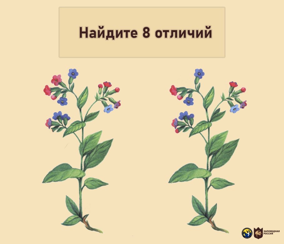 Медуница листорасположение