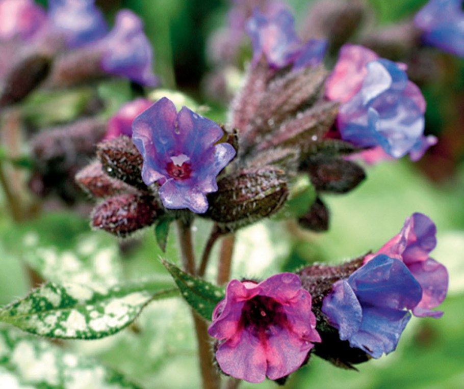 Медуница мягчайшая Pulmonaria mollissima