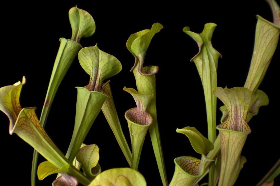 Саррацения в горшке