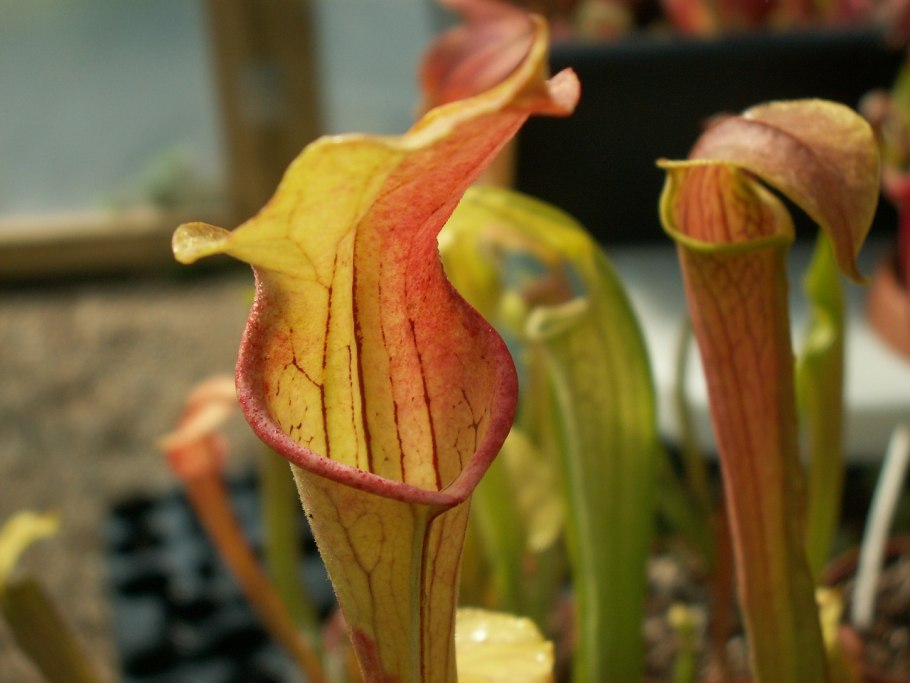 Sarracenia leucophylla